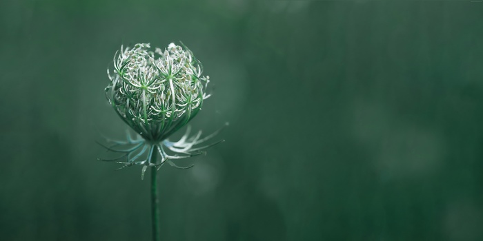 Close-up of a green Queen Anne's Lace flower bud