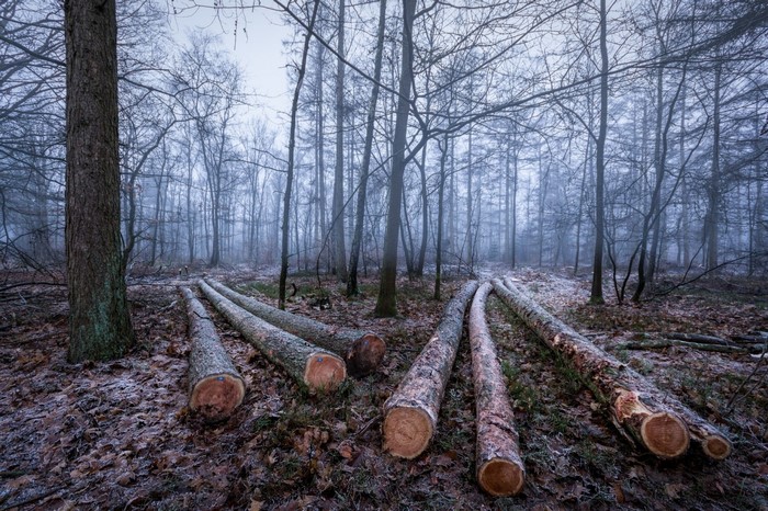 Felled logs in a misty winter forest