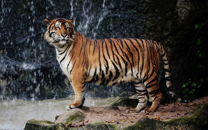 Tiger standing near a waterfall