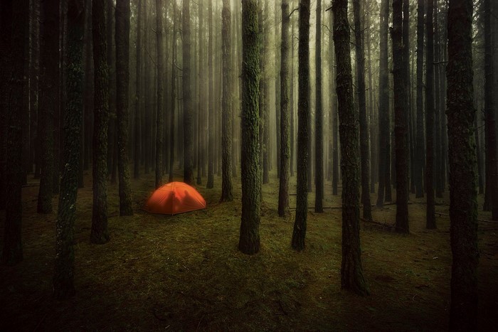 Orange tent in a misty pine forest