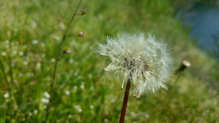 Close up of a dandelion seed head in a green field