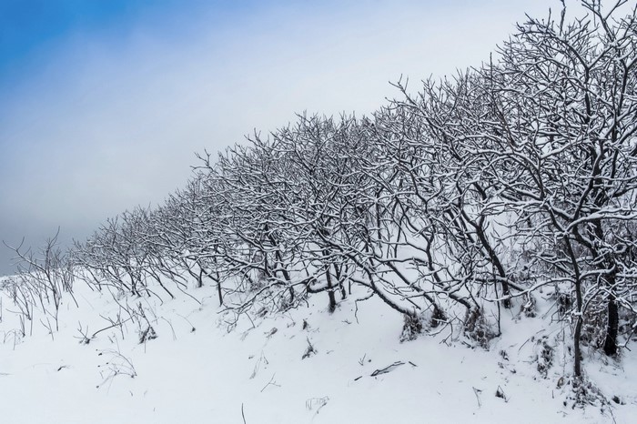 Snow-covered trees on a winter hillside