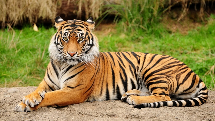 Tiger lying on the ground