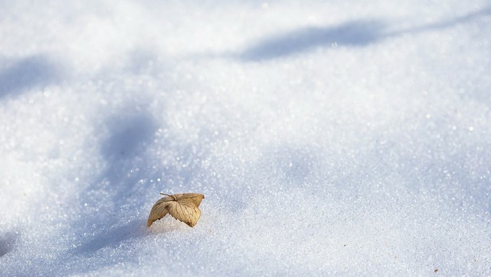A single dry leaf rests on sparkling snow