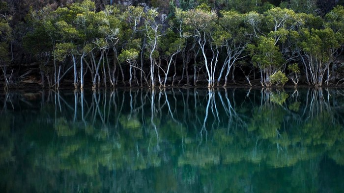 Trees reflected in dark water at Garigal National Park