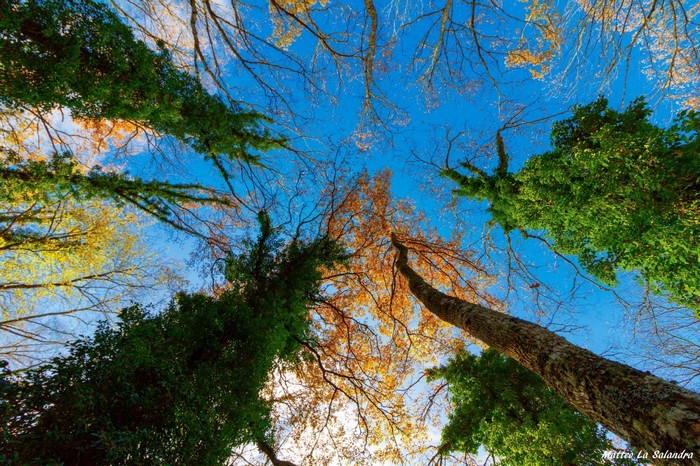 Looking up through autumn trees at a blue sky
