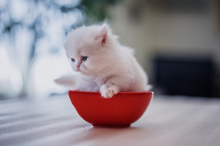 Fluffy white Persian kitten in a red bowl