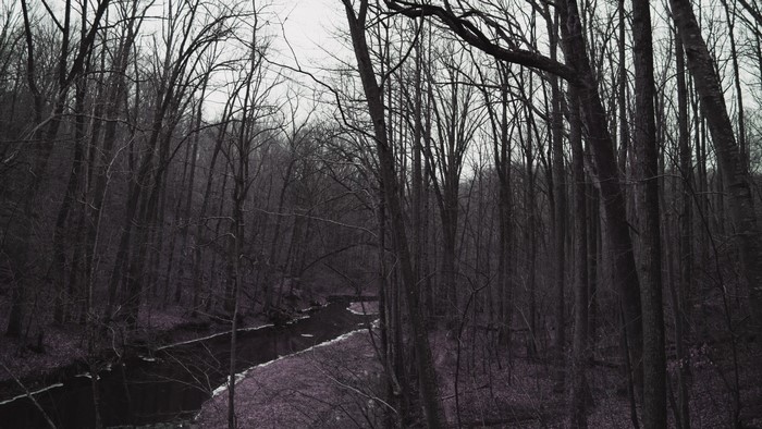 Bare trees line a dark river in a winter forest