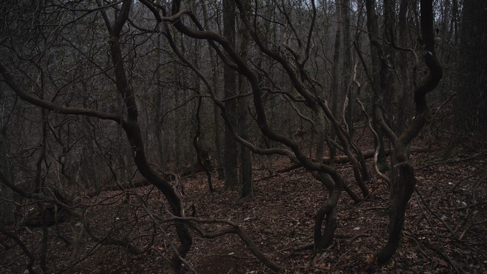 Twisted trees in a dark, dense forest