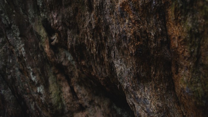 Close up of textured tree bark with moss