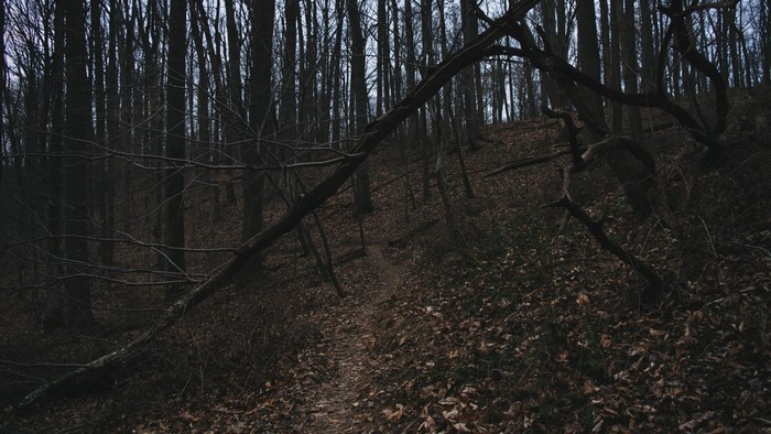 Dark forest with a fallen tree and a path