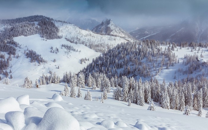 Snowy mountain landscape with pine trees and a peak
