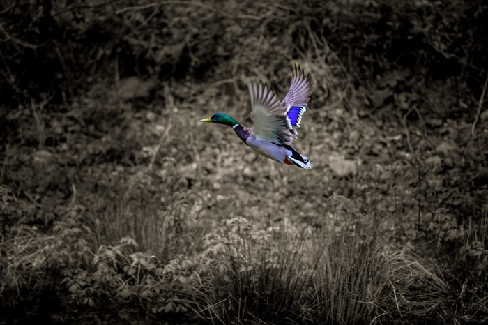 Mallard duck in flight over vegetation
