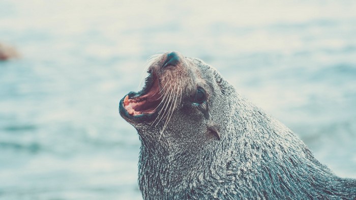 Seal with mouth open in front of water