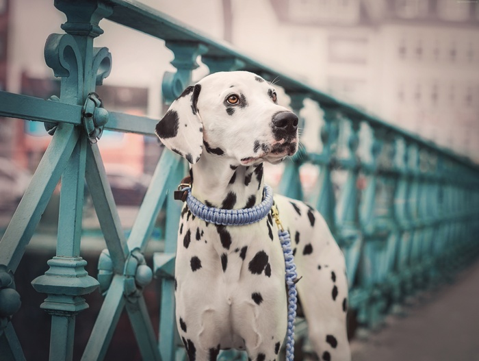 Dalmatian dog on a bridge
