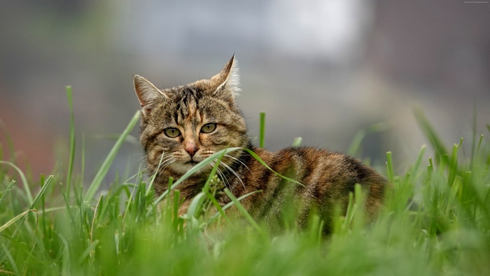 Tabby cat lying in green grass