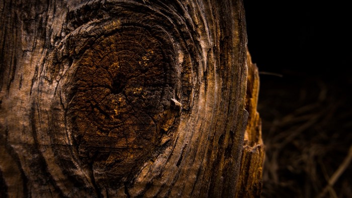 Close up of a tree trunk with a knag