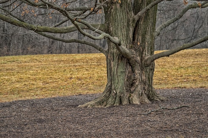 Close-up of a large tree trunk with bare branches