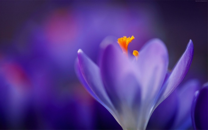Macro shot of a purple crocus flower with orange stamen