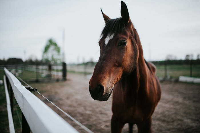 Brown horse in a fenced enclosure