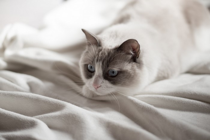 A Ragdoll cat with blue eyes lying on a white blanket