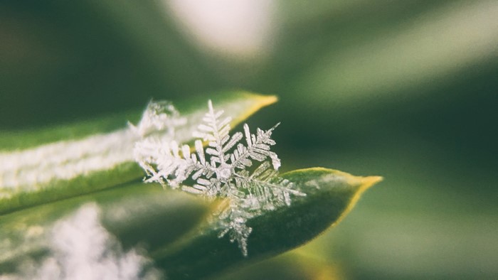 Close-up of a snowflake on a green leaf