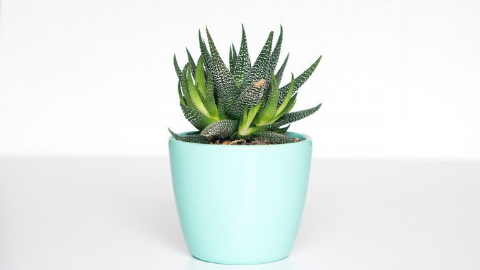 Green succulent plant in a blue pot
