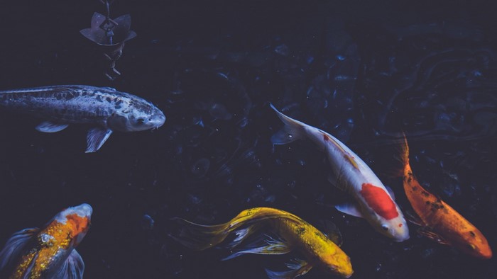 Koi fish swimming in dark water with a hanging ornament