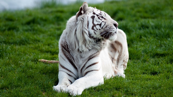 White tiger lying on green grass
