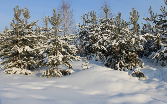 Snow-covered pine trees under a clear blue sky