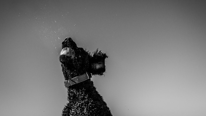 Black dog shaking water off its fur