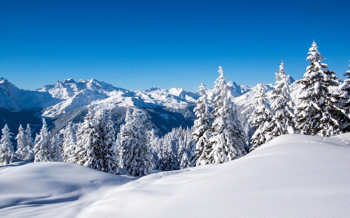 Snow-covered mountains and pine trees under a clear blue sky