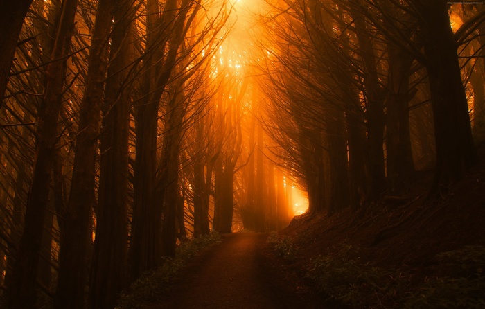 4K Orange Forest Sunset Light Trees