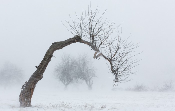 Bent tree in a snow blizzard