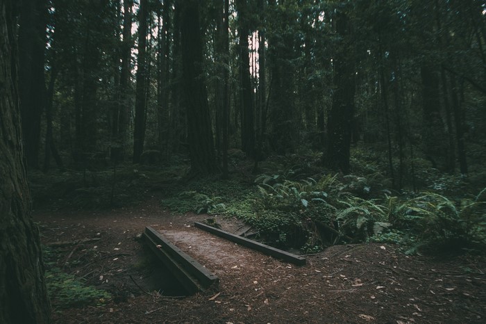 A wooden bridge crosses a path in a dark, dense forest with ferns.