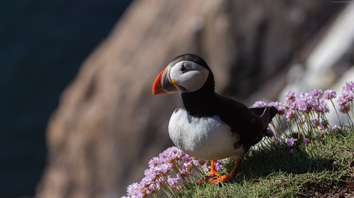 Puffin bird on a cliff with flowers