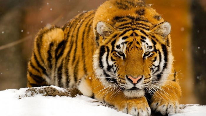 Tiger lying in the snow