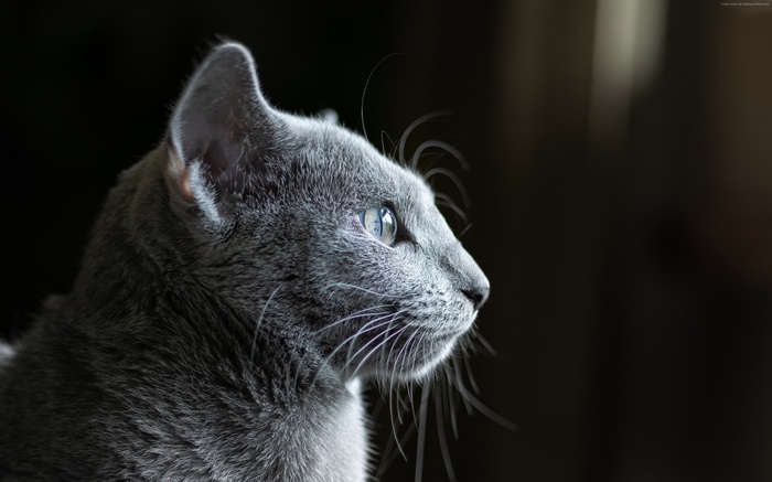 4K Grey Cat