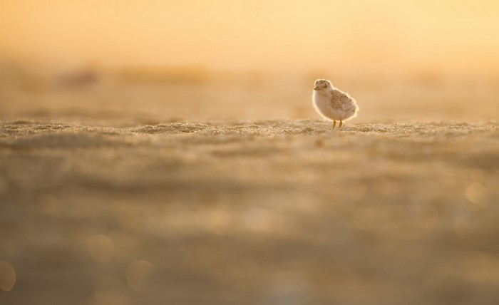 A fluffy chick stands on a sandy beach at sunrise
