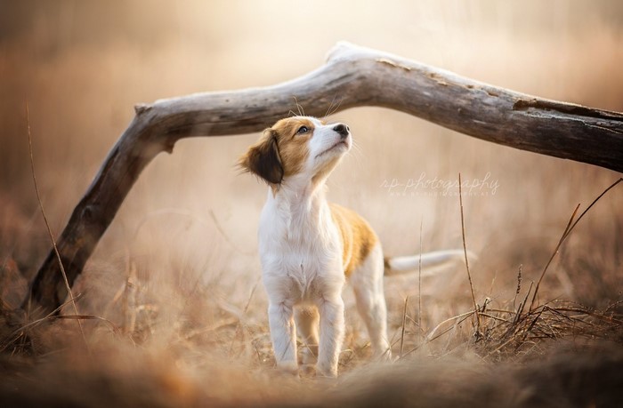 Puppy looking up under a fallen branch