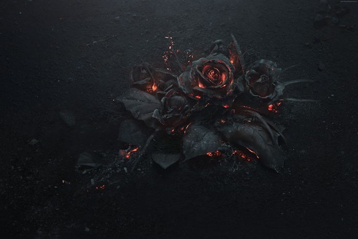 Burning roses on dark ground 4K