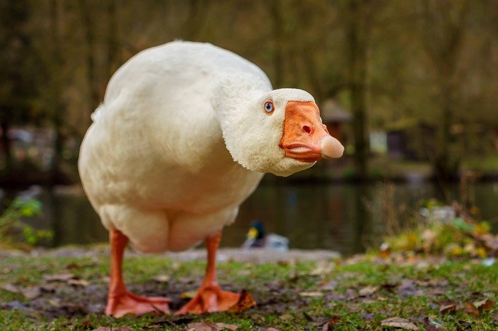 A white goose with an orange beak stands by a pond
