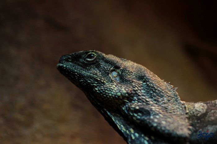 Close-up of a lizard's head and neck