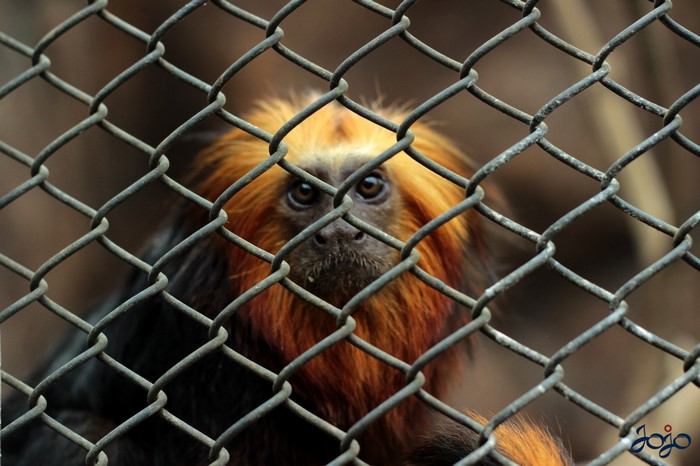 Golden Lion Tamarin Monkey Behind Fence