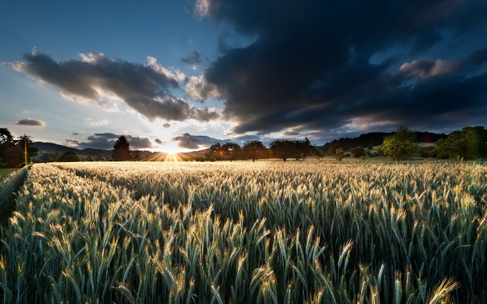 Sunset over a wheat field with dramatic clouds