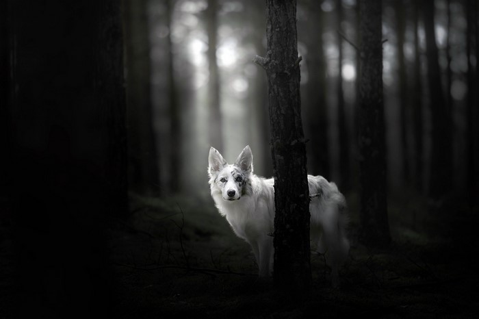 A white dog peeks from behind a tree in a dark forest