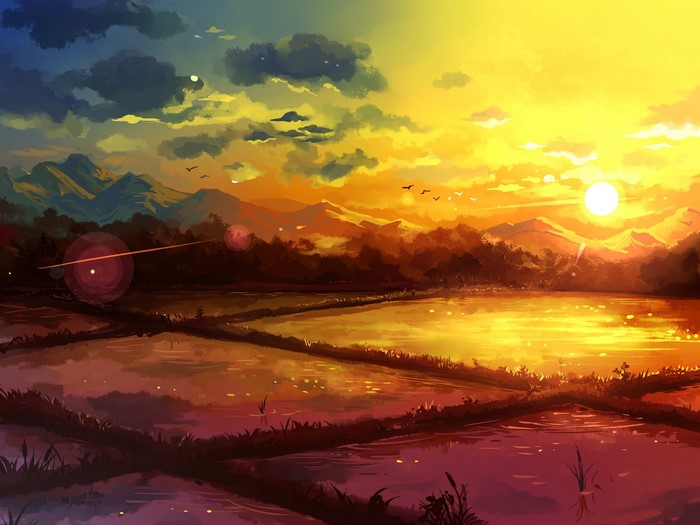 Sunset Over Serene Rice Paddy Fields