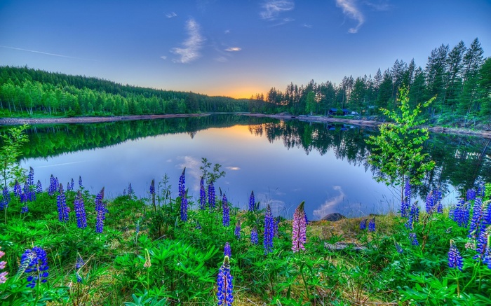 Lake with lupines and forest at sunset