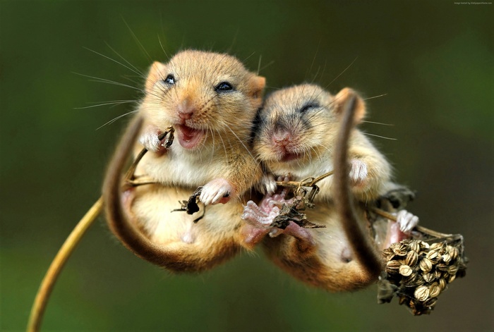 4K, cute animals, mouse