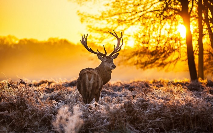 Deer in a frosty field at sunrise